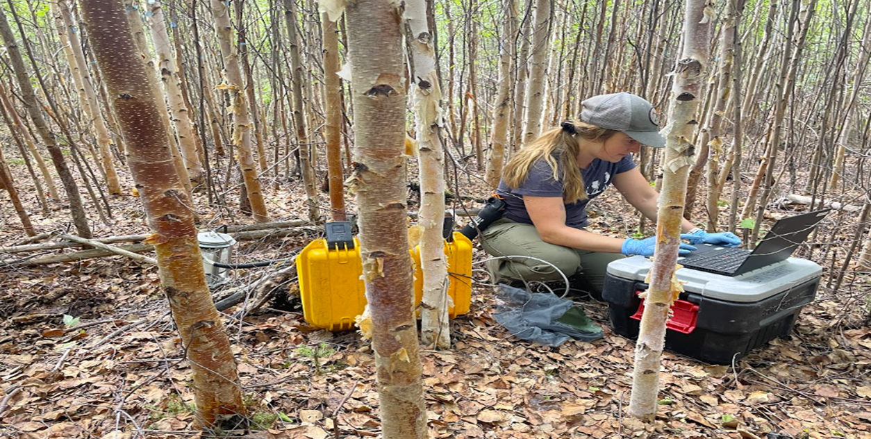 Portrait of ALASKA: Spotlight on INBRE student Becca Olson