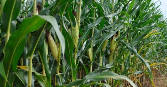 Clemson Corn Ruderal Grass Study