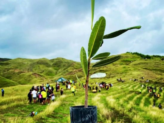 G3 Group Tree Planting