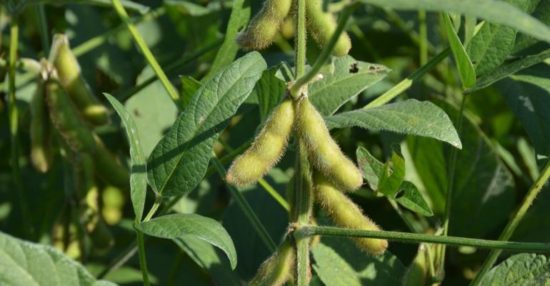 John Hart Farm Press Heat Tolerant Soybeans
