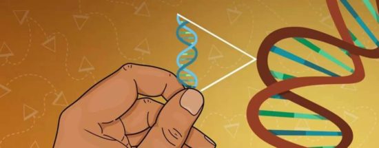 Slotkin Transposase Jpg