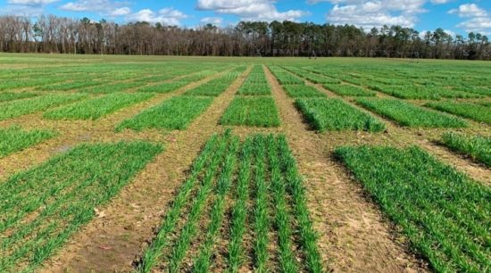 Clemson Pee Dee Rec Wheat