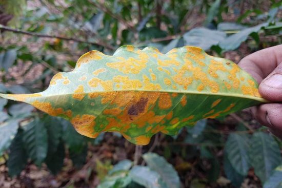 Coffee Leaf Rust