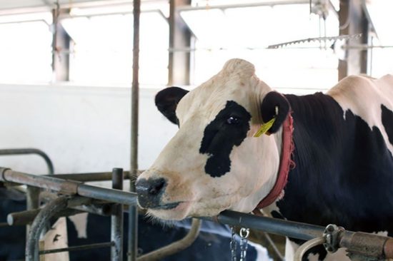Dairy Cow