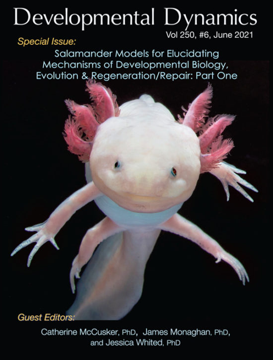 Dev Dynamics Cover