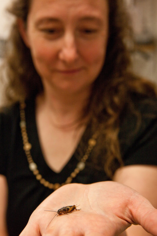 Hadley Horch Cricket