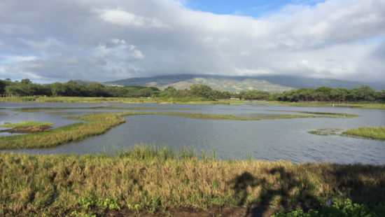 Manoa Uhero Pearl Harbor Wildlife Sanctuary