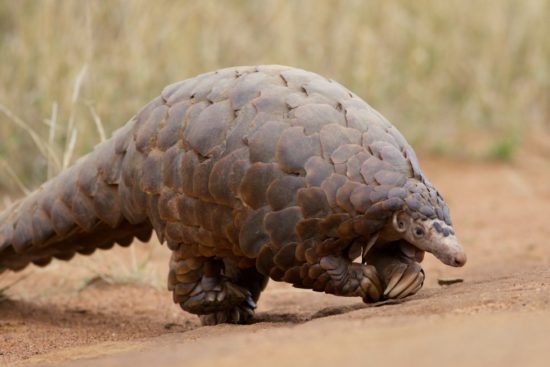 Pangolin Wikipedia