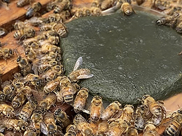 Bluegreenalgaebees Original
